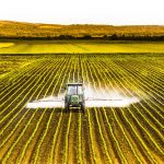 A tractor is spraying chemicals in a field of corn