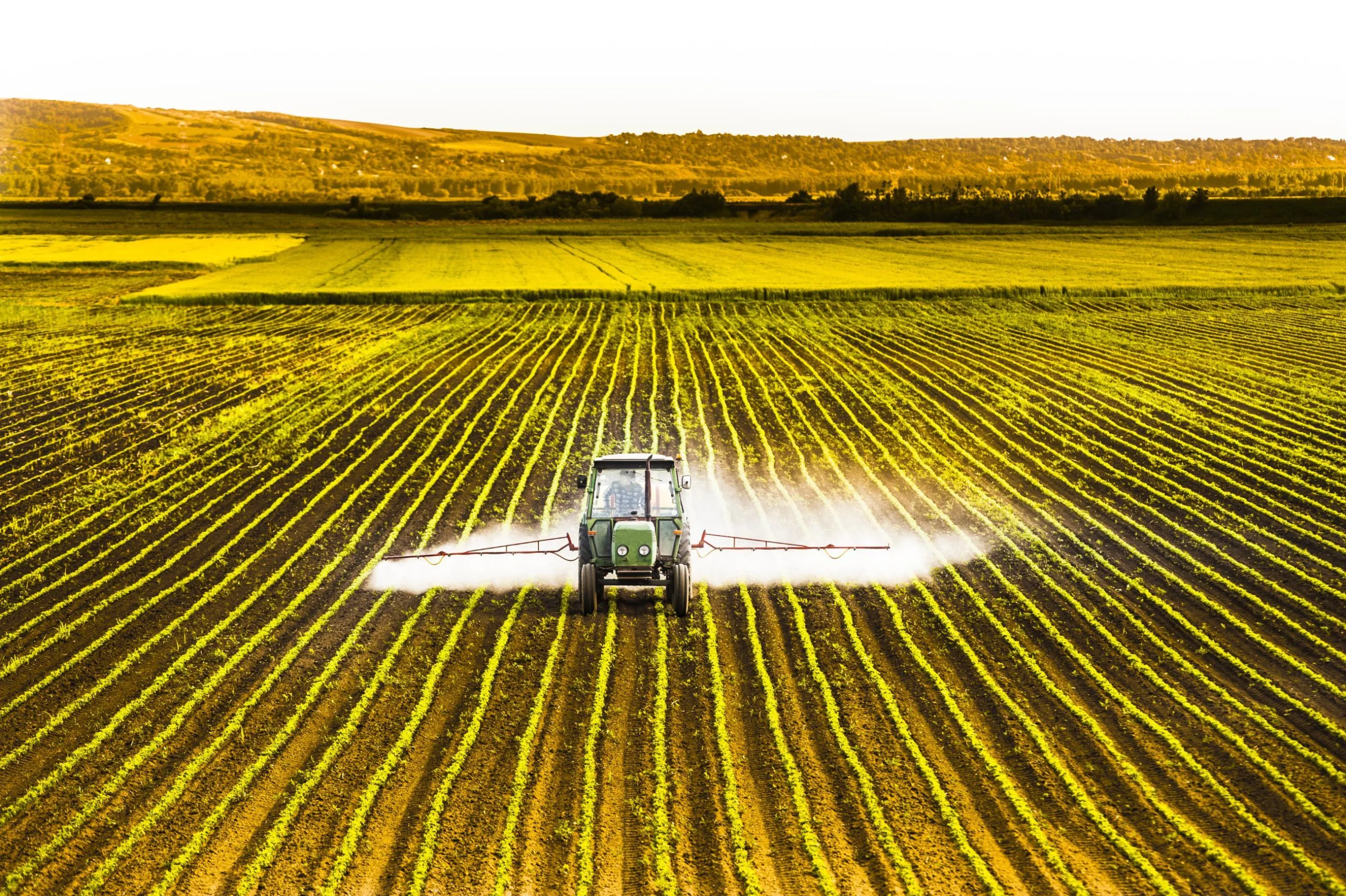A tractor is spraying chemicals in a field of corn